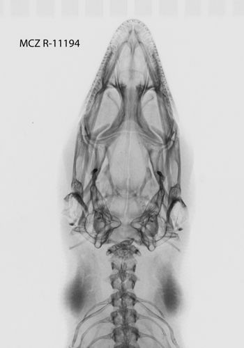 Media type: image;   Herpetology R-11194